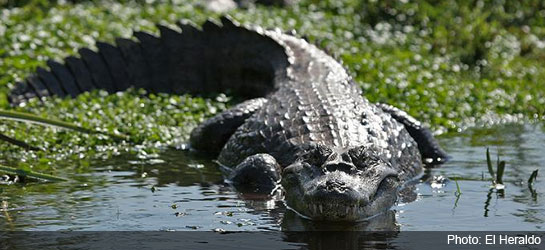 Alligator in Colombia