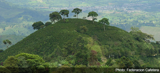 Colombia Reports- Coffee Region