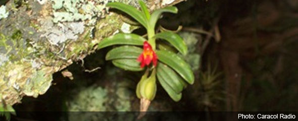 Colombia news - Mini Orchid