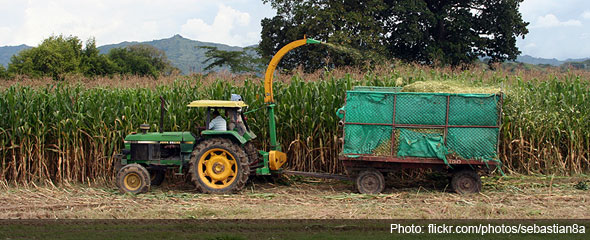 Colombia news - Sugar cane